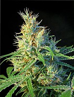 Psicodelicia Feminised Seeds