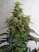 Dieseltonic Feminised Seeds
