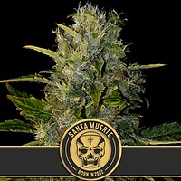 Santa Muerte Feminised Seeds