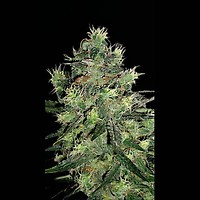 AK Auto Feminised Seeds