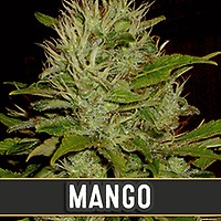 Mango Feminised Seeds