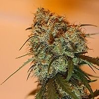 Golden Tiger Feminised Seeds