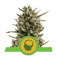 Amnesia Haze Auto Feminised Seeds