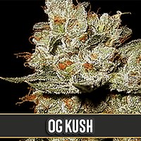 OG's Kush Feminised Seeds
