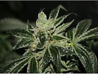 Dark Star Feminised Seeds