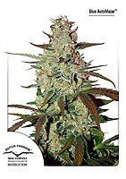 Blue Mazar Auto Feminised Seeds