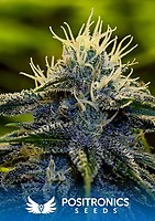 Afghan Express Autoflowering Feminised Seeds
