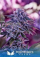 Blue Rhino Feminised Seeds