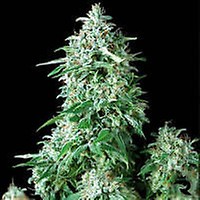Cum Laude Feminised Seeds