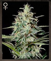 White Lemon Feminised Seeds