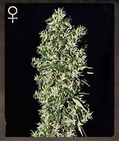 Big Tooth Feminised Seeds