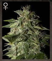 Afgooey Feminised Seeds