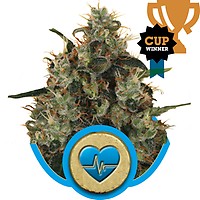 Medical Mass CBD Feminised Seeds