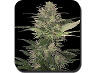 Red Dwarf Auto Feminised Seeds
