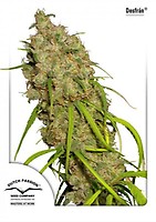 Desfran Feminised Seeds