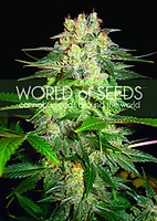 Afghan Kush Ryder Auto Feminised Seeds