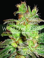 Northern Light x Big Bud Feminised Seeds