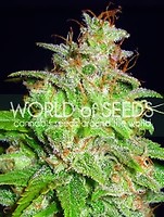 Mazar x White Rhino Feminised Seeds