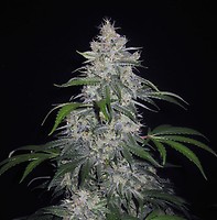 Fantasmo Express Auto Feminised Seeds