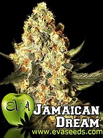 Jamaican Dream Feminised Seeds