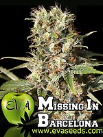 Missing in Barcelona (M.I.B.) Feminised Seeds