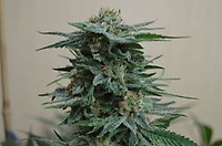 AK Kush Feminised Seeds