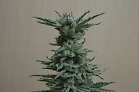 AK Skunk Feminised Seeds
