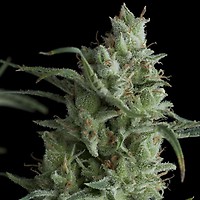 Kryptonite Feminised Seeds