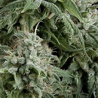 Northern Lights Auto Feminised Seeds