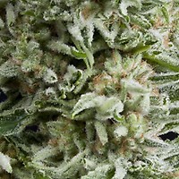 Amnesia Gold Auto Feminised Seeds