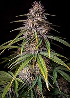 Alien Vs Triangle Auto Feminised Seeds