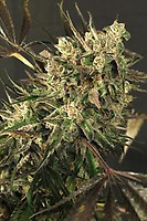 Exotic Colours Feminised Seeds