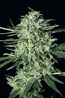 Quick Mass Feminised Seeds