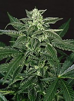 Triple A (AAA) Auto Feminised Seeds