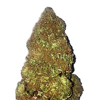 Jackpot Auto Feminised Seeds