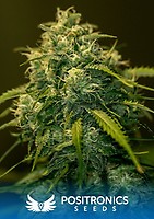 Jack Diesel CBD Feminised Seeds