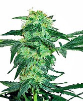 White Ice Feminised Seeds