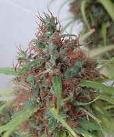 Honduras Regular Seeds
