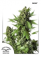 Duck Auto Feminised Seeds