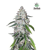 West Coast O.G. Auto Feminised Seeds