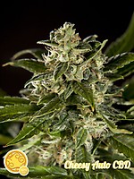 Cheesy CBD Auto Feminised Seeds
