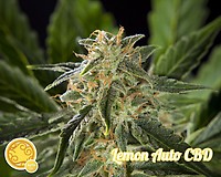 Lemon CBD Auto Feminised Seeds
