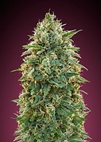 Amnesia Feminised Seeds