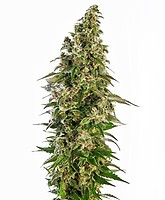 Afghani #1 Auto Feminised Seeds