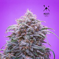 Double Grape Auto Feminised Seeds