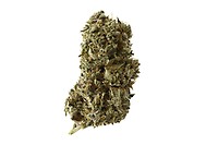 Kosher Tangie Kush Feminised Seeds