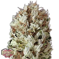 Extreme Impact Auto Feminised Seeds