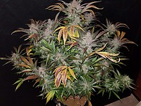Cream Cookies Auto Feminised Seeds