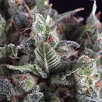 Olympia Feminised Seeds