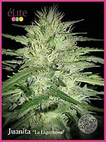 Juanita La Lagrimosa CBD Feminised Seeds